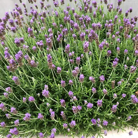 Sulic * بودغورا